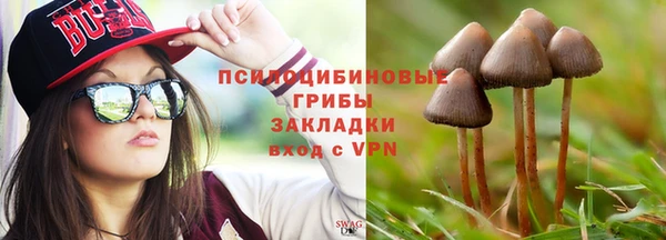 прущие грибы Михайлов