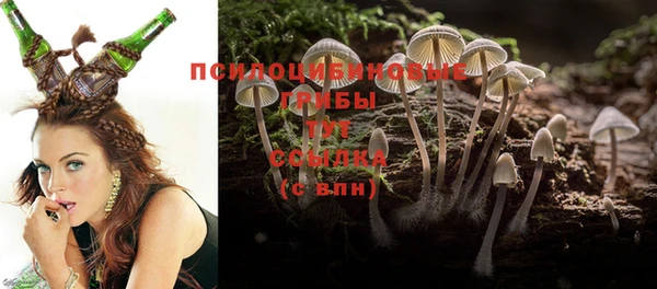 прущие грибы Михайлов